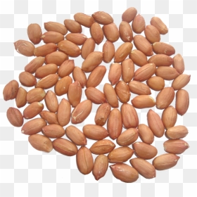 Peanut Kernels, HD Png Download - groundnut png