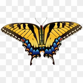 Yellow Butterfly Png Clip Art - Drawing Eastern Tiger Swallowtail Butterfly, Transparent Png - butter fly png