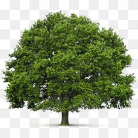 95% Of Ireland"s Surface Was Once Covered With Native - Oak Hardwood Tree, HD Png Download - neem tree png
