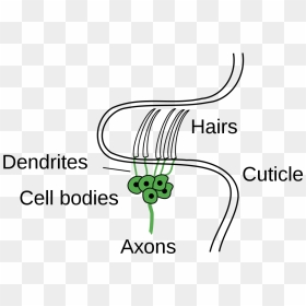 Line Art, HD Png Download - hairs png