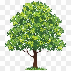 Neem Tree Clip Art - Royalty Free Tree Png, Transparent Png - neem tree png