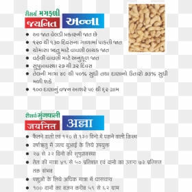 Research Groundnut Jaynit Anna - Nut, HD Png Download - groundnut png