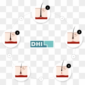 Circle, HD Png Download - hairs png