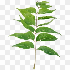 Neem Leaves Powder, Dietary Supplement - Neem Tree Leaf Png, Transparent Png - neem tree png