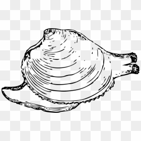 Quahog Clip Art, HD Png Download - clam png