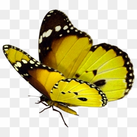 Danaus Chrysippus Jpg - Transparent Background Real Butterfly Png, Png Download - butter fly png
