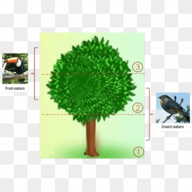 The Usage Of The Neem Tree - Illustration, HD Png Download - neem tree png