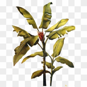 #banana #leaf #art #painting #freetoedit - Banana Leaf Plant Painting, HD Png Download - full banana leaf png
