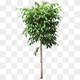The Original Indoor Ficus, Ficus Benjamina, Lost Leaves - Ficus Tree Png, Transparent Png - neem tree png