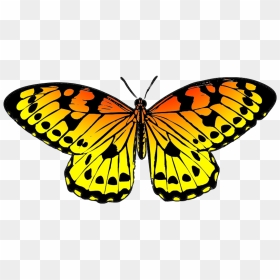 Black And Orange Drawing Of Butterfly - Butterfly Clipart Green, HD Png Download - butter fly png