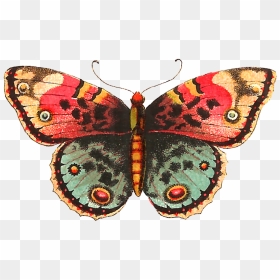 Vintage Butterfly Png - Vintage Clipart Butterfly, Transparent Png - butter fly png