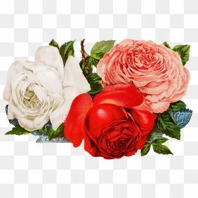 Roses For Scrapbooking Png - Digital Flower Design New, Transparent Png - png flowers download