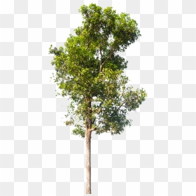 Neem Tree Images Hd , Png Download - Neem Tree Png, Transparent Png - neem tree png