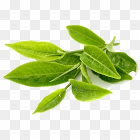 Green Tea Leaf Png, Transparent Png - curry leaves png