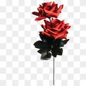 Minimalistic Flower Wall Paper, HD Png Download - rose.png