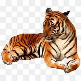 Tiger Png, Transparent Png - tiger png hd