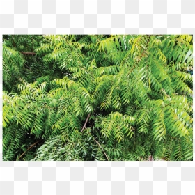 Neem Tree, HD Png Download - neem tree png