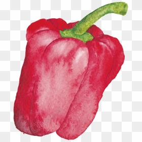 Drawing Vegetables Bell Pepper - Vegetable Drawings, HD Png Download - capsicum png