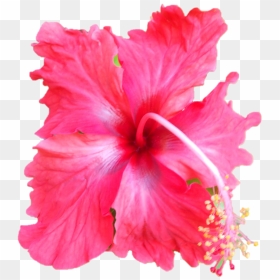 Darshan Of Sri Sarada Devi At Belur Math On - Hawaiian Hibiscus, HD Png Download - devi png