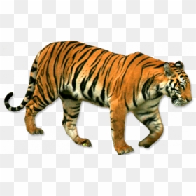 Standing Tiger Png - Editing Tiger Png Hd, Transparent Png - tiger png hd