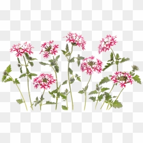 3d Flowers Png Images Download - Rosa Glauca, Transparent Png - png flowers download
