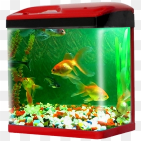 Aquarium Fish Tank Png Pic - Aquarium Fish Tank Price, Transparent Png - fish png images
