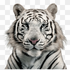 White Tiger Png - Free White Tiger Png, Transparent Png - tiger png hd