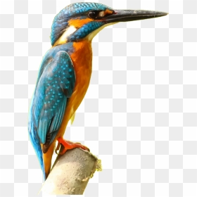 Kingfisher Png Picture - Kingfisher Clipart, Transparent Png - kingfisher png
