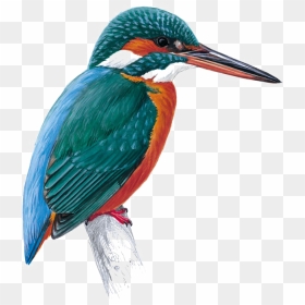 Kingfisher Png Free Download - Kingfisher Png, Transparent Png - kingfisher png