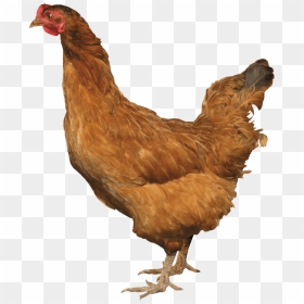 Chicken Png For Web Designing - Brown Chickens Png, Transparent Png - designing png