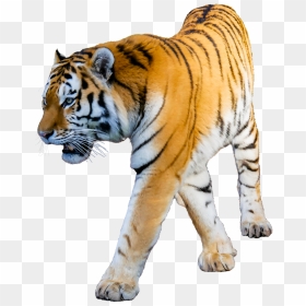 Tiger White Background - Tiger No Background, HD Png Download - tiger png hd