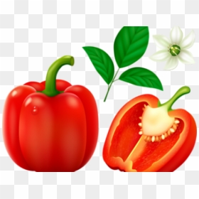 Pepper Clipart Different Kind Fruit - Red Bell Pepper Png, Transparent Png - capsicum png
