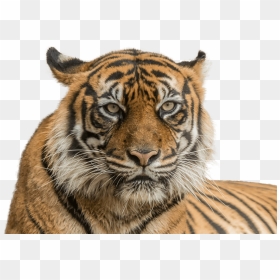 Vector Freeuse Stock Sumatran National Zoo Aquarium - Diergaarde Blijdorp, HD Png Download - tiger png hd