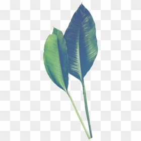 Hand Painted Realistic Banana Leaf Transparent - Portable Network Graphics, HD Png Download - full banana leaf png