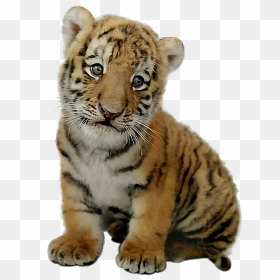 Cute Baby Tiger Png - Transparent Baby Tiger Png, Png Download - tiger png hd