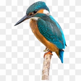 Hummingbird Clipart Kingfisher - Birds Colour Pencil Drawing, HD Png Download - kingfisher png
