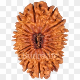 Nineteen Mukhi Rudraksha Rudraksha - Artificial Flower, HD Png Download - lord mahavishnu png