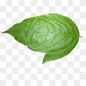 Leaf Transparent Png Pictures - Transparent Background Real Leaf Png, Png Download - full banana leaf png