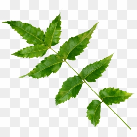 Maple Leaf, HD Png Download - neem tree png