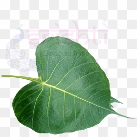 Srfu-ashwatha Leaf Fresh - American Aspen, HD Png Download - lord mahavishnu png