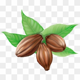 Cacao Bean Clipart, HD Png Download - vector png hd