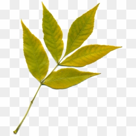 Png Feuille Transparent, Png Download - nature png images