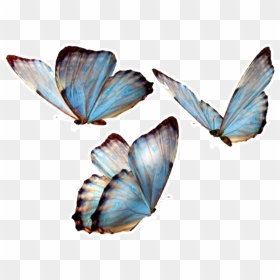 #butterfly #butterflies #nature #png #overlay #overlays - Transparent ...