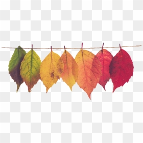 Thanksgiving Banner Png - Transparent Fall Leaf Banner, Png Download - happy thanksgiving banner png