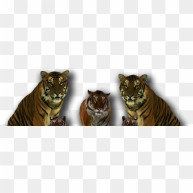 Tiger Pngpng, Transparent Png - tiger png hd