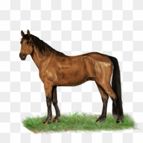 Kuda Png, Transparent Png - kuda png