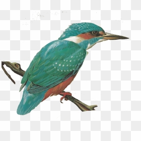 Free Images Of Birds, HD Png Download - kingfisher png