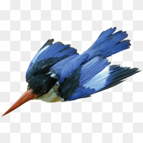 This Week"s What"s On The Van Comes From Malgosia Nowak-kemp, - Belted Kingfisher, HD Png Download - kingfisher png
