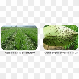 Therefore, The Prevention And Management Of Weeds & - Agriculture, HD Png Download - weeds png