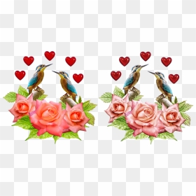 Kingfisher Png, Transparent Png - kingfisher png